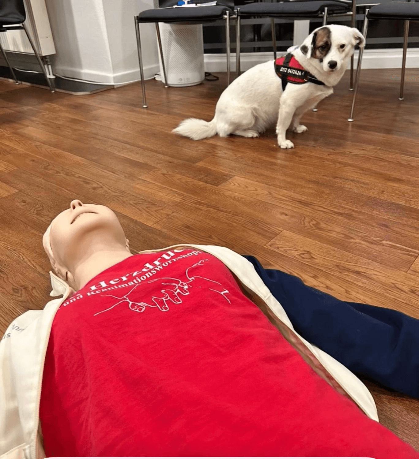 Hund neben einem Trainingsphantom in einem Wohnzimmer