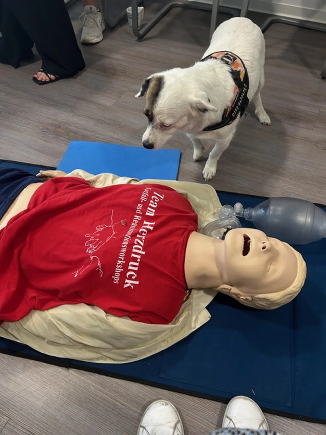 Team Herzdruck – Notfall-Workshops – Dieses Bild zeigt eine Reanimationsübung, bei der die Teilnehmenden die Herzdruckmassage an Übungspuppen erlernen.